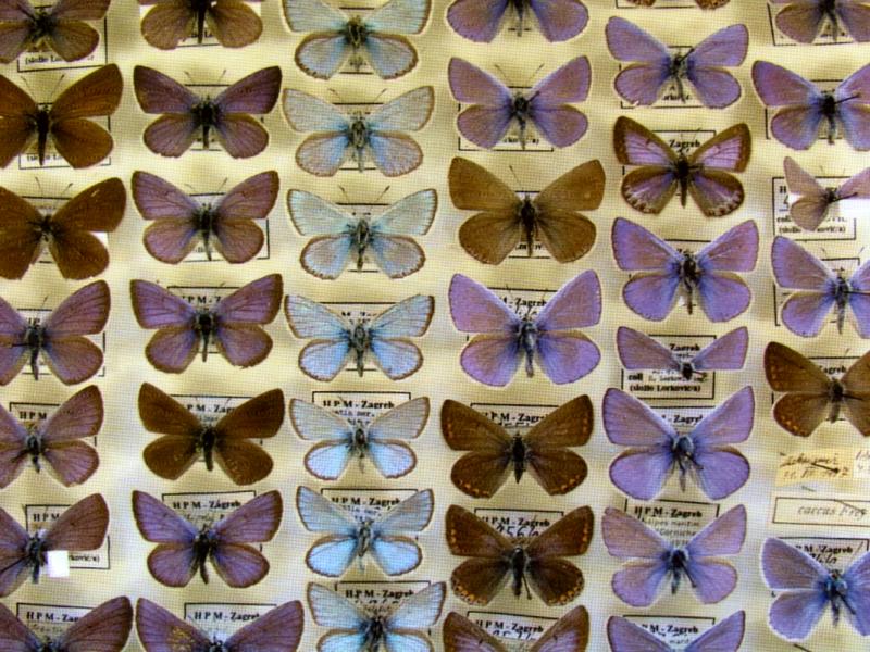 Fauna leptirah u okolišu Zagrebačkom (Butterflies of Zagreb and Surrounding Area), Ljudevit Vukotinović, 1879